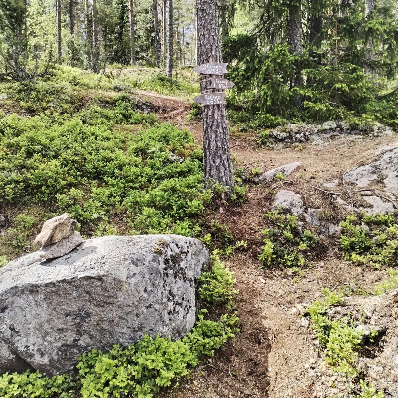 Эффект «Синрин-Йоку»: как лесные купания в SkyWoodHills перезапускают уставший мозг